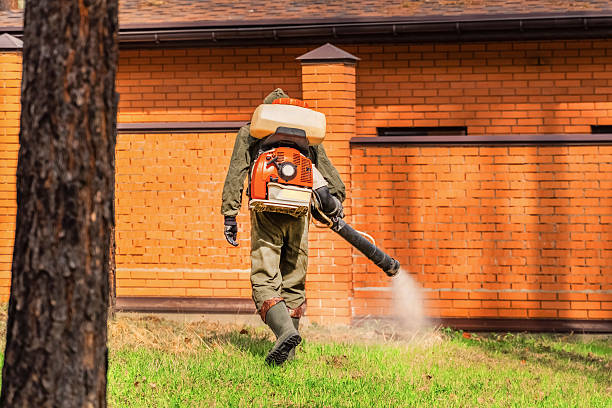 Trusted Ant Control service in Rio Grande City, TX - Nex Pest Control